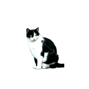 A Black And White Cat Sitting On A Stone Path In A Garden. 12565 - Cat PNG image with transparent background